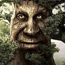 a close up of a tree shaped like a man 's face surrounded by trees .