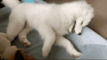 a white dog is laying down on a bed with its mouth open