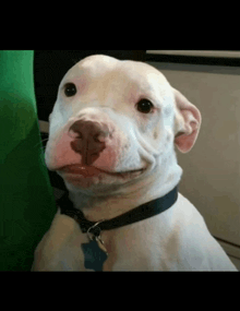 a white dog wearing a black collar and a tag that says ' amanda ' on it