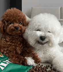 a brown poodle and a white poodle laying next to each other