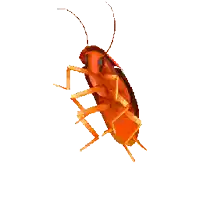a pixel art of a cockroach against a white backdrop