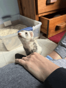 a ferret is sitting on someone 's lap and looking up at the camera