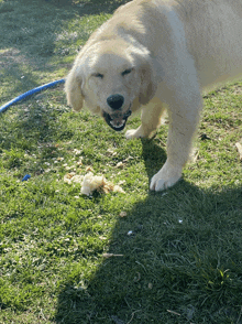 a dog standing in the grass with a blue hose behind it