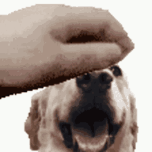 a dog with its mouth open is being petted by a hand