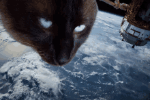 a cat is looking up at the earth with a satellite in the background