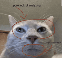 a close up of a cat with the words pure look of analyzing