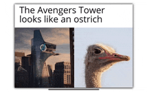 the avengers tower looks like an ostrich and a picture of an ostrich