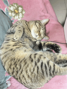 a cat is curled up on a pink blanket