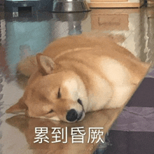 a dog is sleeping on a table with chinese writing on it