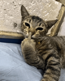 a cat with a yellow collar is laying on a bed and giving a middle finger