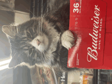 a cat is laying on top of a budweiser box