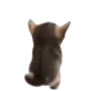 a black cat is laying down on a white surface