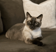 a cat laying on a couch with a white pillow in the background