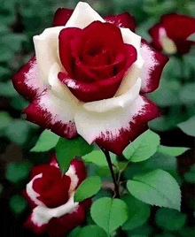 a red and white rose with green leaves is surrounded by other roses .