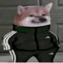 a shiba inu dog wearing a black jacket and pants is standing in a room .