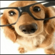 a close up of a dog wearing glasses on its face