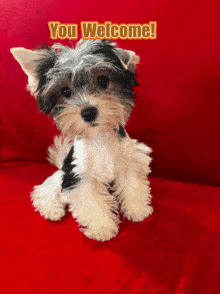 a small black and white dog is sitting on a red couch with the words " you welcome " above him