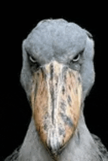 a close up of a bird 's head with a large beak .