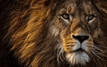 a close up of a lion 's face with a very long mane .