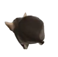 a black cat is laying down on a white surface
