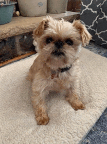 a small brown dog is sitting on a white rug and looking at the camera