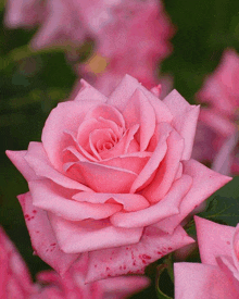 a pink rose with red spots on the petals