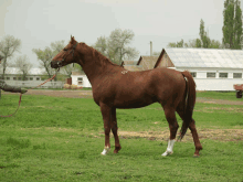 a brown horse standing in a grassy field with a person holding a leash