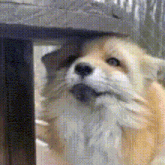a close up of a dog 's face behind a wooden fence