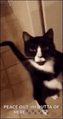 Cat Walking GIF