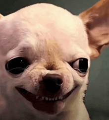 a close up of a chihuahua making a funny face with its mouth open