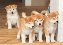 four akita inu puppies are standing next to each other on a wooden floor .