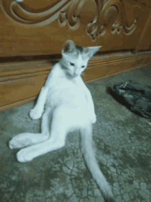 a white cat is laying on the ground next to a shoe