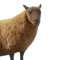 a sheep with its mouth open and the word baaah written below it