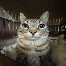 a cat is sitting on a couch in a cage and looking at the camera .