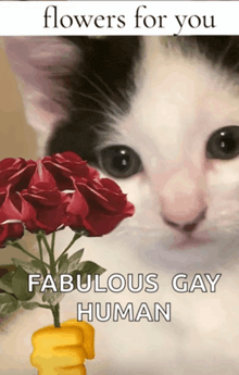a black and white cat is holding a bouquet of red roses with the caption " flowers for you fabulous gay human "