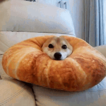 a dog is sitting on a pillow that looks like a croissant .