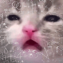 a cat 's face is surrounded by mathematical equations including the equation e = mc2