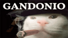 a cat is smoking a cigar and wearing a hat with the word gandonio on it .