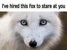 a close up of a white fox with blue eyes and the words " i 've hired this fox to stare at you "