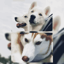 two husky dogs are looking out of a window