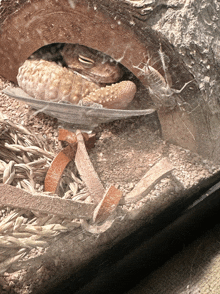 a lizard is laying on a pile of grains