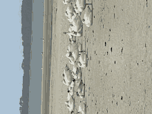 a row of white birds are standing on a beach