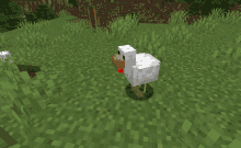 a white chicken with a red beak is standing in a grassy field