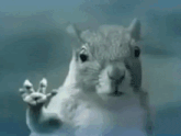 a squirrel is looking through a glass window and making a funny face
