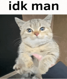 a picture of a cat with the words " idk man " below it