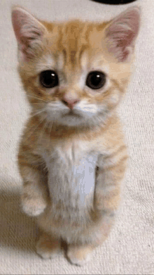 a small orange and white kitten is standing on its hind legs