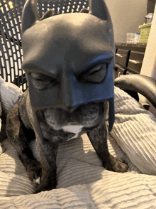 a dog wearing a batman mask on its head