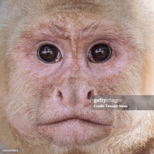 a close up of a monkey 's face looking at the camera .