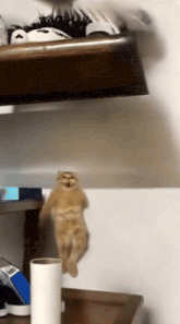 a cat is hanging upside down on a shelf