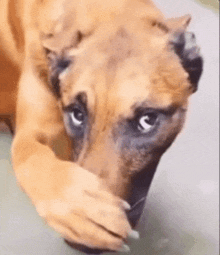 a close up of a brown dog with blue eyes covering its face